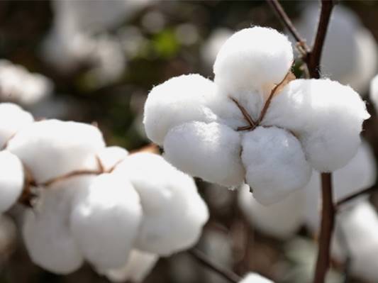 O que é malha em algodão?